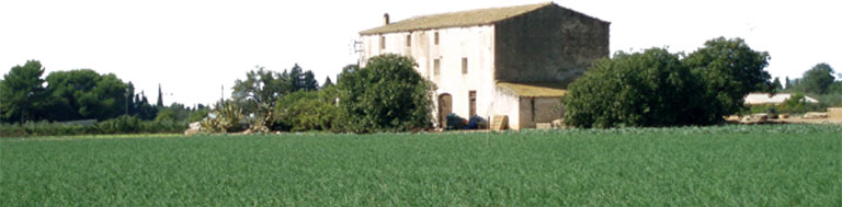Cultivo de calçots